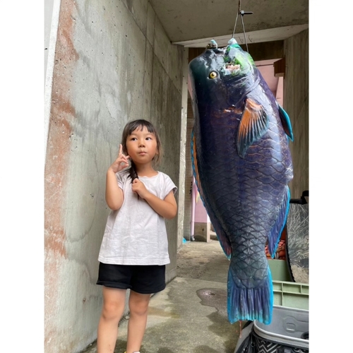 アオブダイの釣果