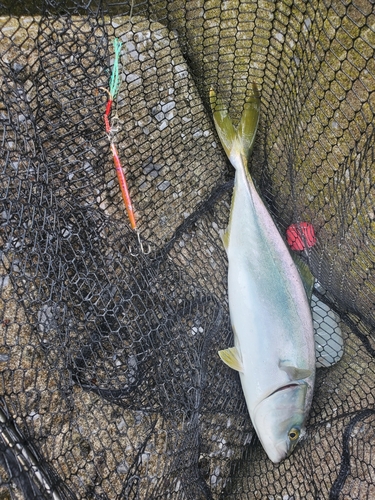 イナダの釣果