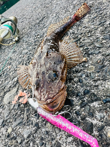 コチの釣果