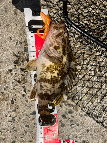 タケノコメバルの釣果