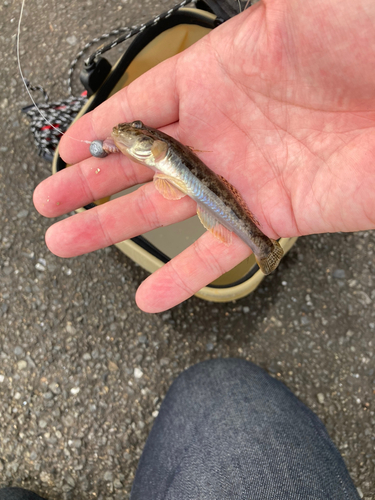 マハゼの釣果