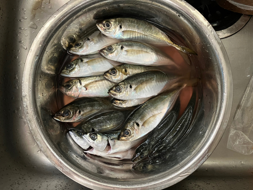 アジの釣果