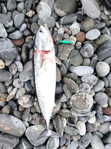 ソウダガツオの釣果