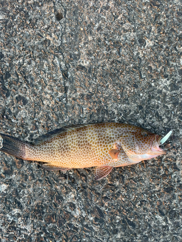 オオモンハタの釣果