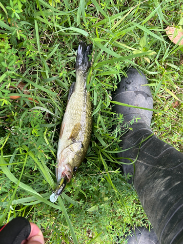 ラージマウスバスの釣果