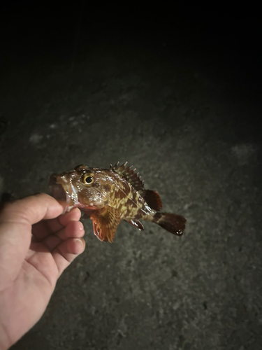 カサゴの釣果