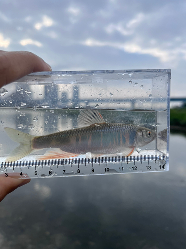 オイカワの釣果