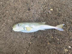 シロサバフグの釣果