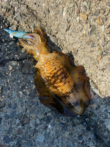 アオリイカの釣果