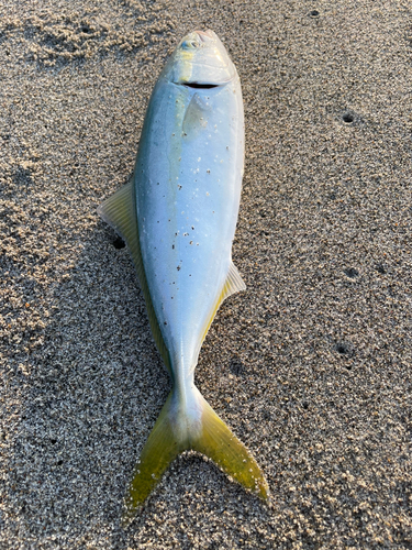 ワカシの釣果