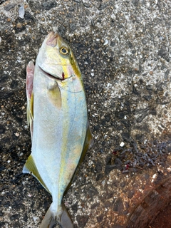 カンパチの釣果