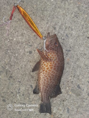 オオモンハタの釣果