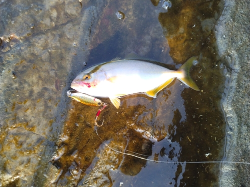 ショゴの釣果