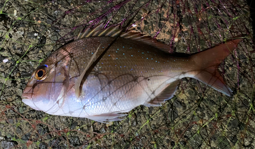 タイの釣果