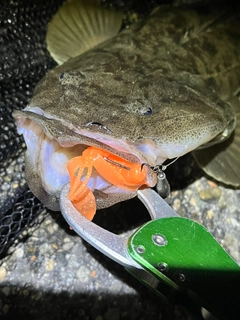 マゴチの釣果