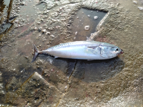 ソウダガツオの釣果