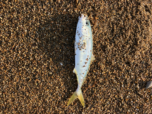 ツバスの釣果