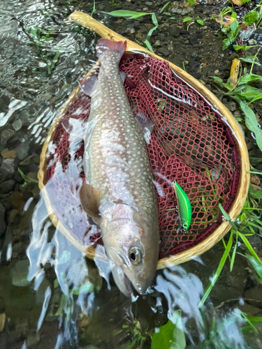 イワナの釣果