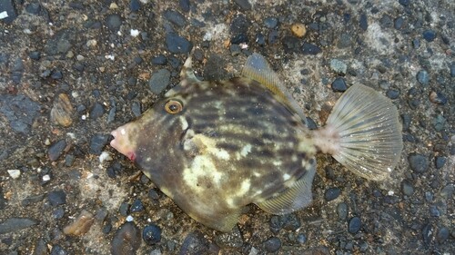 カワハギの釣果