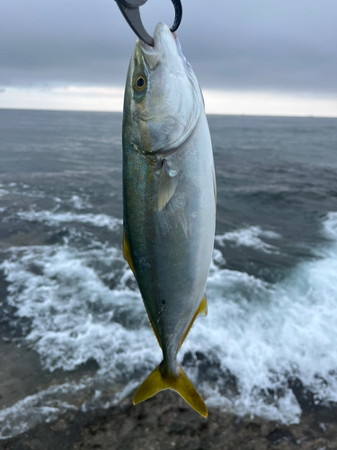 イナダの釣果