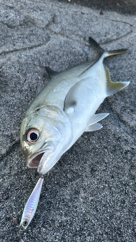 ロウニンアジの釣果