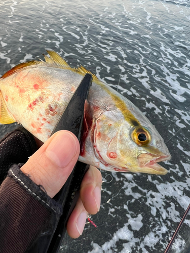 ショゴの釣果