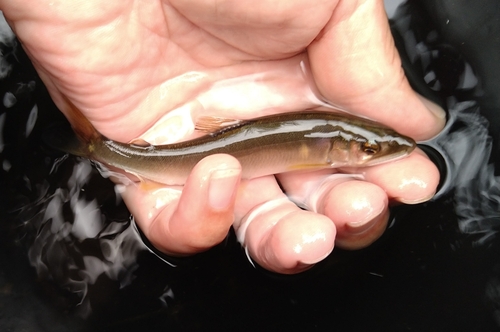 アユの釣果