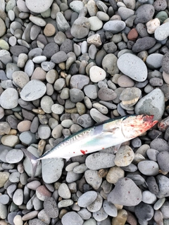 ソウダガツオの釣果