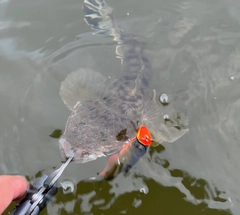 マゴチの釣果