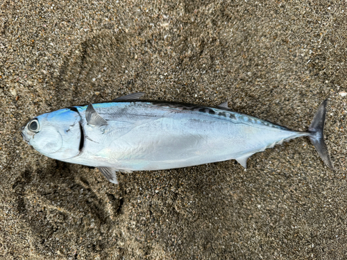 マルソウダの釣果