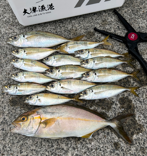 マアジの釣果