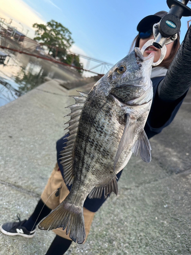 チヌの釣果