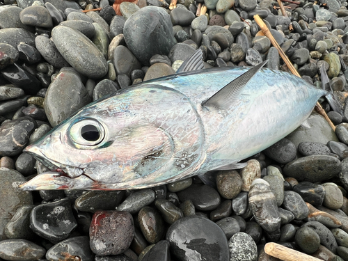 ソウダガツオの釣果