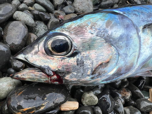 ソウダガツオの釣果