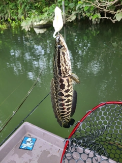 ライギョの釣果