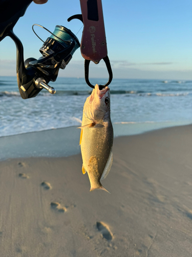 セイゴ（マルスズキ）の釣果