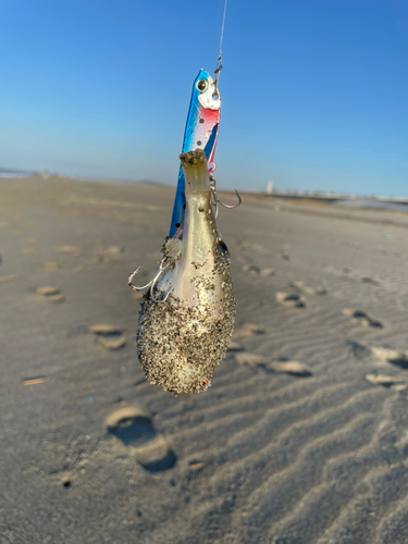 フグの釣果