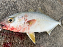 ショゴの釣果