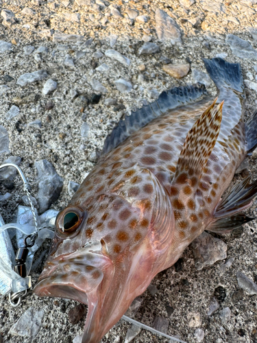 オオモンハタの釣果