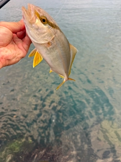 カンパチの釣果