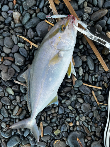 ショゴの釣果