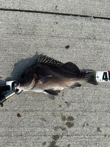 コショウダイの釣果