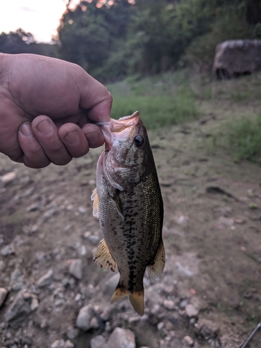 ブラックバスの釣果