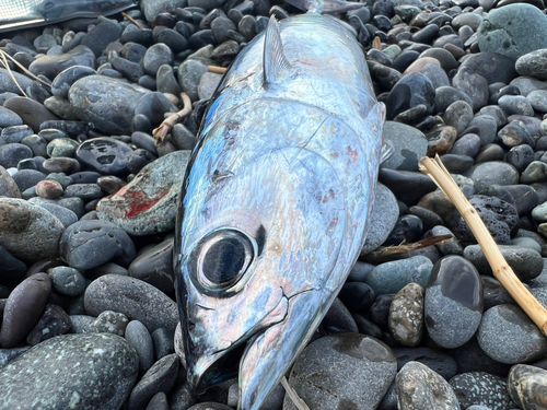 ソウダガツオの釣果