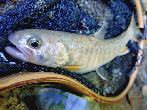 ニッコウイワナの釣果