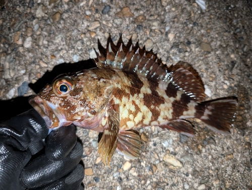 ガシラの釣果