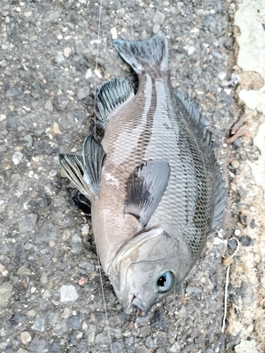 メジナの釣果