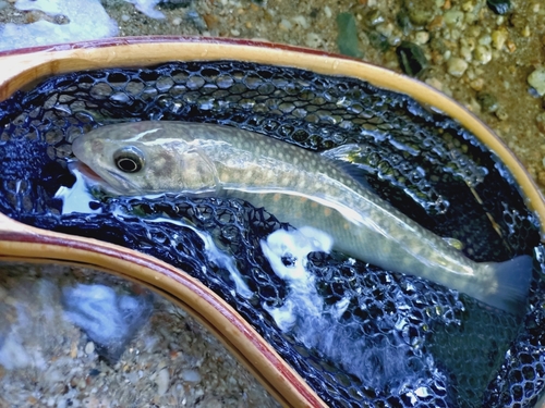 ニッコウイワナの釣果