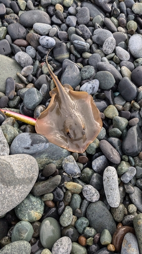 アカエイの釣果