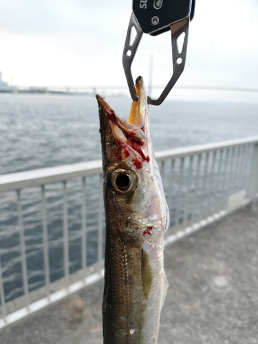 カマスの釣果